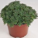 50 Sedum Lizard Green Seeds Fresh Garden 50 Sedum Lizard Green Seeds Fresh Garden