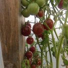 Tomato Chocolate Cherry 50 Tomato Seeds Fresh Garden