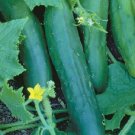 Cucumber 100 Marketmore Cucumber Vegetable Seeds Fresh Garden