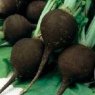 500 Black Spanish Radish Black Radish Seeds Fresh Garden