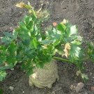 500 Celeriac Giant Prague Celeriac Seeds Fresh Garden