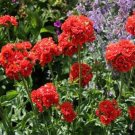 500 Lychnis Chalcedonica Jerusalem Cross Seeds Fresh Garden