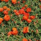 500 Portulaca Moss Rose Orange Portulacea FLOWER Seeds Fresh Garden