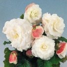 Nonstop Tuberous White Begonia 15 Pelleted Seeds Fresh Garden