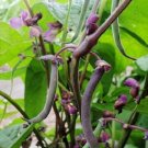 50 Bean Bush Royal Burgundy Bean Seeds Fresh Garden