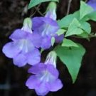 50 Asarina Falling Stars Blue FLOWER Seeds Fresh Garden