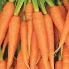 3000 Carrot Imperator Carrot Vegetable Seeds Fresh Garden