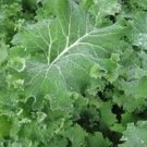 Kale 3000 Premier Vegetable Seeds Fresh Garden