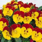 50 Pansy Faces Red Bicolor Pansy FLOWER Seeds Fresh Garden 50 Pansy Faces Red Bicolor Pansy FLOWER Seeds Fresh Garden