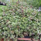 Sedum 50 Voodoo Sedum Seeds Fresh Garden