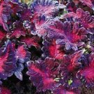 Coleus 50 Black Dragon Coleus Seeds Fresh Garden
