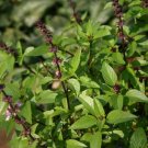 Basil Thai Basil Herb Spicy Basil 2000 Seeds Fresh Garden
