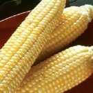 50 Corn Sugar Buns Hybrid Corn Seeds Fresh Garden