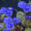500 California Blue Bells Bluebells FLOWER Seeds Fresh Garden
