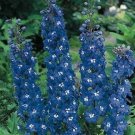 50 Delphinium Blue Bird Flower Seeds Fresh Garden