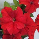 Petunia 50 Pelleted Limbo Red FLOWER Seeds Fresh Garden Petunia 50 Pelleted Limbo Red FLOWER Seeds Fresh Garden