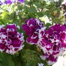 Petunia 50 Pelleted Purple Pirouette Petunia Seeds Fresh Garden