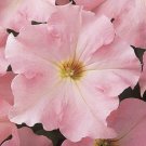 50 Pelleted Appleblossom Dreams Petunia Seeds Fresh Garden