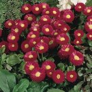 25 Pelleted Bellis Speedstar Carmine English Daisy Seeds Fresh Garden