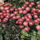 25 Pelleted Bellis Speedstar Rose English Daisy Seeds Fresh Garden