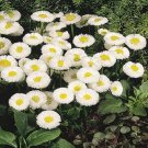 25 Bellis Pelleted Bellis Speedstar White English Daisy Seeds Fresh Garden