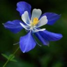 Columbine Colorado Blue 500 Flower Seeds Fresh Garden