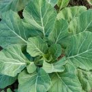 Collards Vates 75 Days 2000 Seeds Fresh Garden