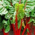 500 Rhubarb Swiss Chard Seeds Fresh Garden