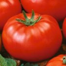 Tomato Beefsteak Tomato 1000 Seeds Fresh Garden