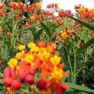 Butterfly Weed Mexican Asclepias Curassavica 100 Flower Seeds Fresh Garden