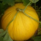 100 Crenshaw Melon Seeds Fresh Garden