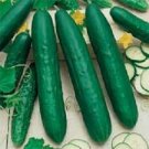 Cucumber 100 Straight Eight Vegetable 65 days Seeds Fresh Garden