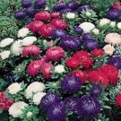 Aster Callistephus Dwarf Milada Mix 100 FLOWER Seeds Fresh Garden