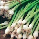 Bunching Onion 500 White Lisbon Onion Seeds Fresh Garden