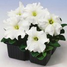 50 Pelleted Petunia Limbo White Petunia Seeds Fresh Garden