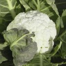 1000 Cauliflower Self Blanche 52 days Seeds Fresh Garden