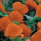 Nonstop Tuberous Orange Begonia 15 Pelleted Seeds Fresh Garden