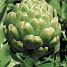 200 Green Globe Artichoke Seeds Fresh Garden
