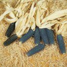 Corn Mini Blue Ornamental Ornamental Corn 50 Seeds Fresh Garden