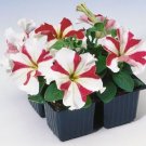 50 pelleted petunia Tango Red Star Petunia flower Seeds Fresh Garden