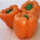 50 Pepper Sweet Orange Sun 80 days Seeds Fresh Garden
