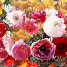 Poppy Cascade Pocket Poppy 10000 FLOWER Seeds Fresh Garden