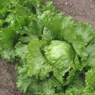 5000 Lettuce Iceberg Lettuce 80 DAYS Seeds Fresh Garden
