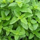 500 Lemon Balm HERB Seeds Fresh Garden