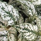 50 Hypoestes Select White Hypoestes Seeds Fresh Garden