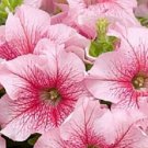 50 Pelleted Aladdin Summer Ice Petunia Seeds Fresh Garden