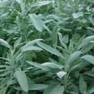 100 Broad Leaf Sage Herb Seeds Fresh Garden