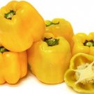 200 Pepper Sweet Sunbright Sweet Pepper 75 days Seeds Fresh Garden