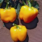 200 GOLDEN WONDER SWEET PEPPER 75 days Seeds Fresh Garden