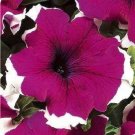 50 Pelleted Dreams Burgundy Picotee Petunia Flower Seeds Fresh Garden 50 Pelleted Dreams Burgundy Picotee Petunia Flower Seeds Fresh Garden